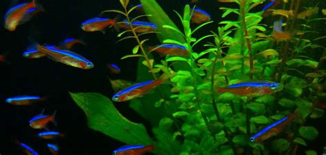 FishScience Ltd on Twitter: "In the wild a Cardinal Tetra may eat 45 ...