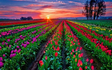 Tulip Field Sunset | -->>Color Me In Comfort