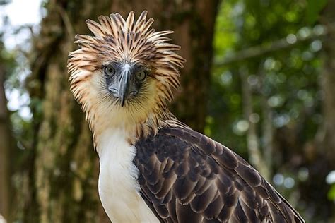 Beautiful Birds That Are Endemic To The Philippines - WorldAtlas.com