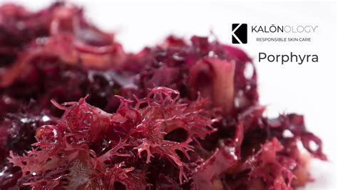 What is Porphyra Red Algae? – Kalōnology UK