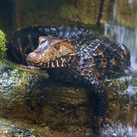 Animal Planet on Instagram: “Chomp Chomp! The Cuvier's Dwarf Caiman may be the SMALLEST species ...