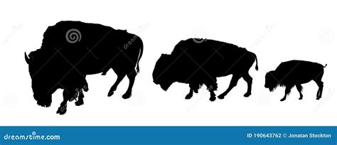 Bison Couple with Calf Vector Silhouette Illustration Isolated on White Background. Portrait of ...