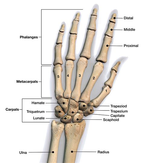 Hand and Finger Injuries and Conditions