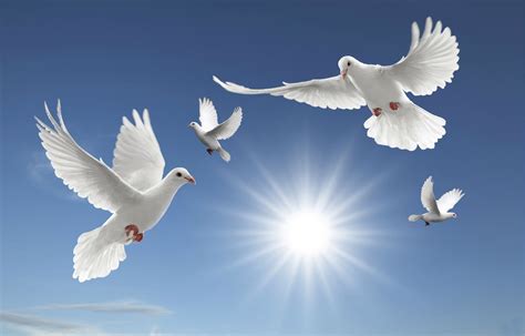 🔥 Download Dove Wallpaper Bird Birds Wedding Doves by @claytonkline | Doves Wallpapers, Doves ...