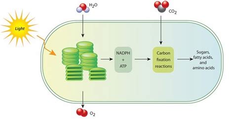 The light and dark reactions in the chloroplast | Learn Science at Scitable