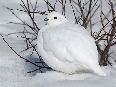 White-tailed Ptarmigan - eBird Australia