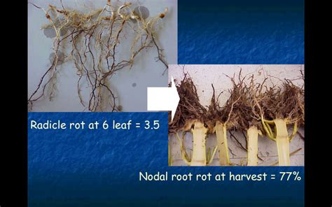 Root Rot of Sweet Corn in the Willamette Valley | College of Agricultural Sciences