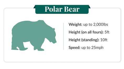 Bear Facts And Fictions - Effortless Outdoors