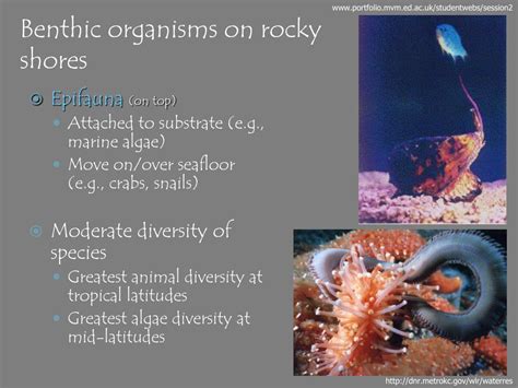 PPT - CHAPTER 15 Animals of the Benthic Environment PowerPoint ...