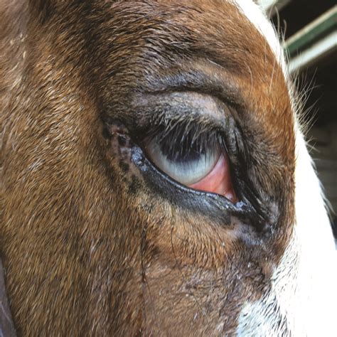 How To Treat An Eye Ulcer In A Dog