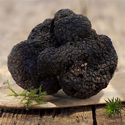 Fresh Black "Périgord" Winter Truffle // 2-3 Truffles - Mikuni Wild Harvest - Touch of Modern