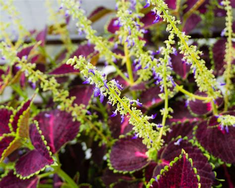 Coleus propagation: how to get more plants | Gardeningetc