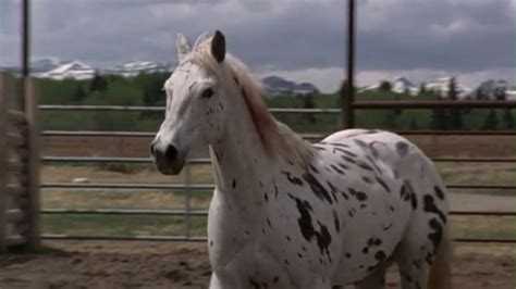 Ghost | Heartland Wiki | Fandom