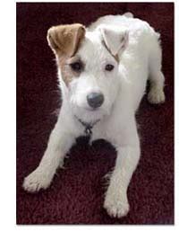 Wishbone Dog Breed