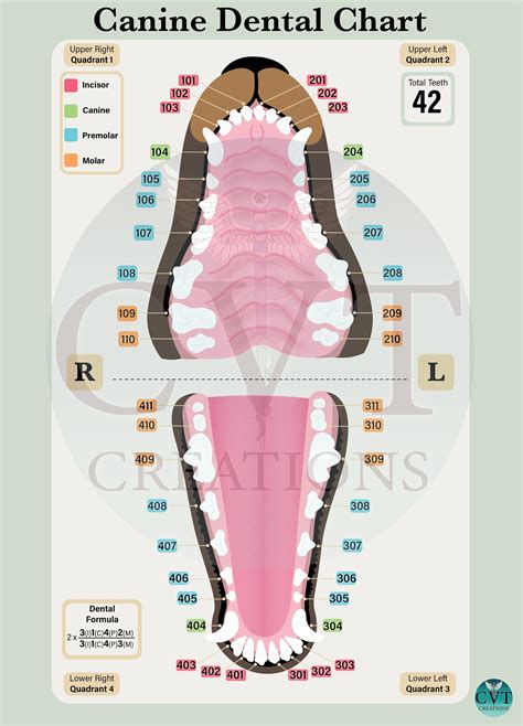 Canine Dental Chart Digital | Etsy