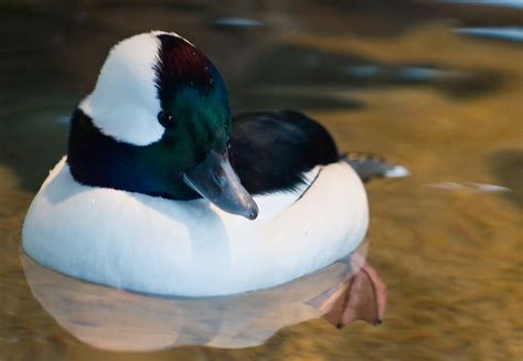 Bufflehead Duck Taking it Easy | A male Bufflehead duck at t… | Flickr