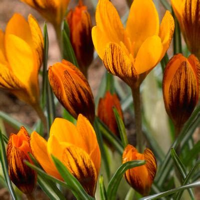 Wholesale Crocus Bulbs | From A.D.R. Bulbs