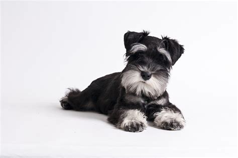 Miniature Schnauzer : Dog Breed Selector : Animal Planet