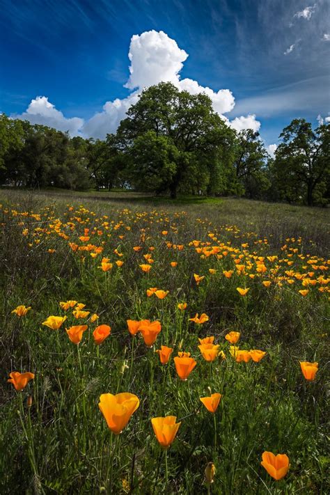 51 best images about Folsom, California on Pinterest | Cas, Lakes and Old town