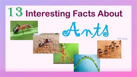 13 Interesting Facts About Ants | 13 Amazing Facts About Ants | Fun ...