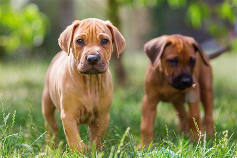 Rhodesian Ridgeback Puppies For Sale - AKC PuppyFinder