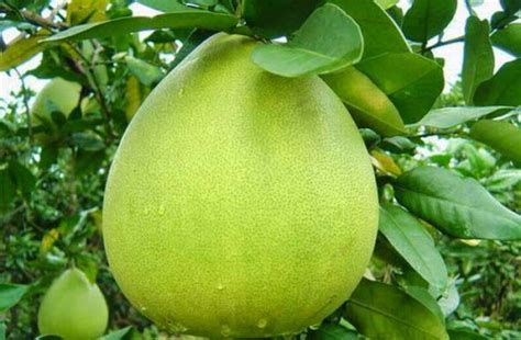 Bali Indonesia Holiday Travels: Jeruk Bali a Healthy Fruit