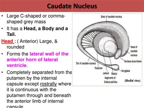 Caudate Nucleus Basal Ganglia