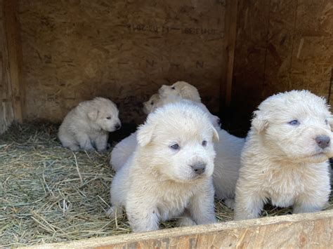 Akbash Dog Puppies For Sale | Kenmore, WA #327989