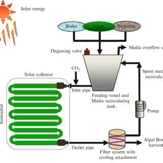 Cyclic representation of biofuel production from algae. | Download ...