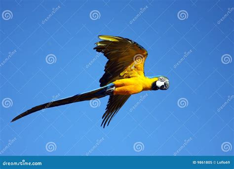 Macaw Parrot In Flight Royalty Free Stock Photo - Image: 9861805