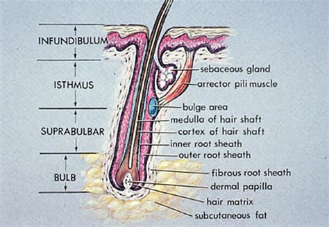 Details 70+ hair follicle anatomy latest - in.eteachers