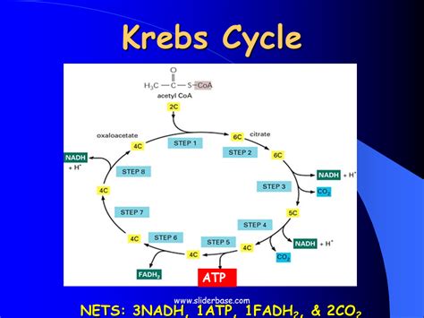 Cyclical series of oxidation reactions that give off CO2 and produce ...