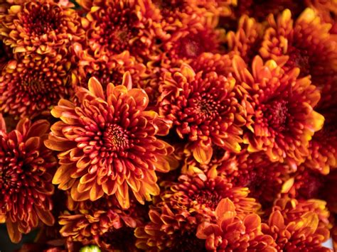 Chrysanthemum Care - Tips For Growing Mums In The Garden