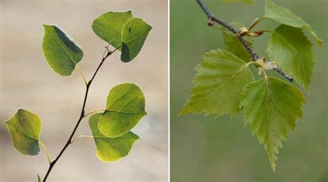 Aspen Trees: Types, Leaves, Flowers (Including Quaking Aspen)