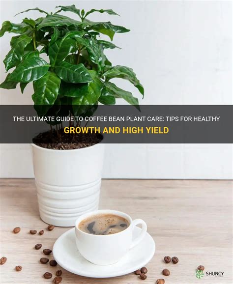 The Ultimate Guide To Coffee Bean Plant Care: Tips For Healthy Growth And High Yield | ShunCy