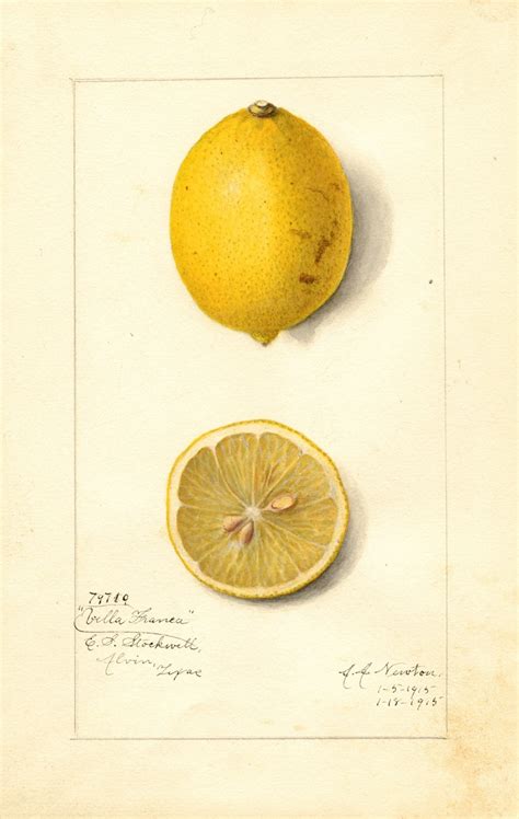 Citrus limon: Villa France by Amanda Almira Newton - Artvee