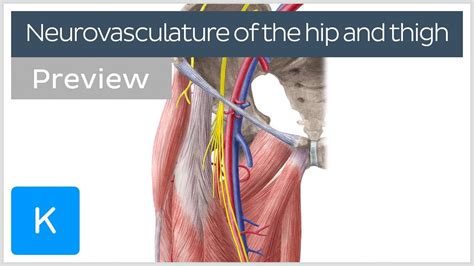 Hip and thigh: Arteries, veins and nerves (preview) - Human Anatomy | Kenhub - YouTube