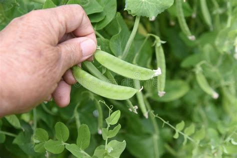 Harvesting Snow peas. stock image. Image of harvested - 246924713