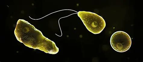 Naegleria Fowleri Amoeba -Characteristics/Symptoms/Treatment/Infection