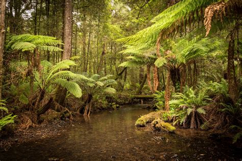 Australia's Largest Temperate Rainforest Is Under Threat! - WildArk