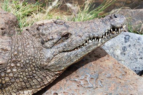 Close-up photo of alligator head outdoors on sunny day — Stock Photo © victoriasky1 #148994727