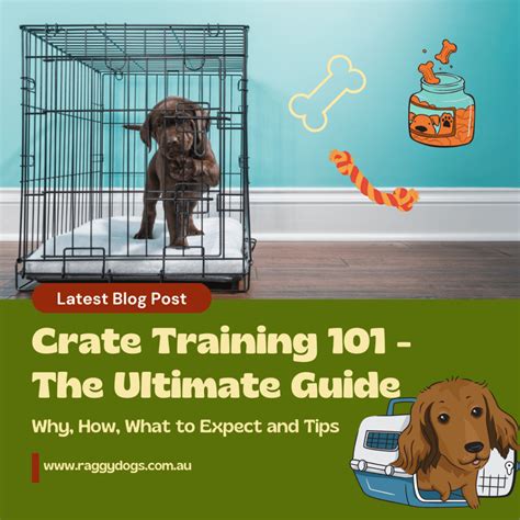 Crate Training 101 - Best Step by Step Guide