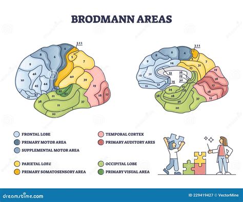 Brodmann's Map