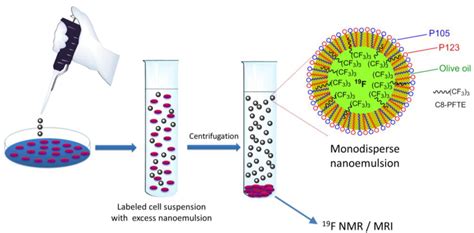 Biosensors | Free Full-Text | Cell Labeling for 19F MRI: New and ...