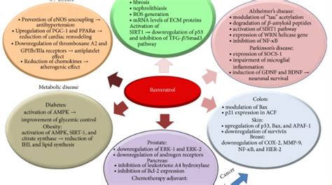 Some Amazing Benefits of Resveratrol – Food Security