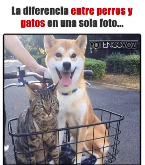 Arriba 101+ Foto Perro Y Gato Bailando Como Humanos Actualizar