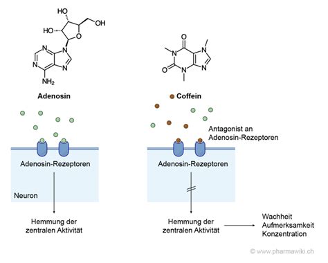 PharmaWiki - Schwarztee