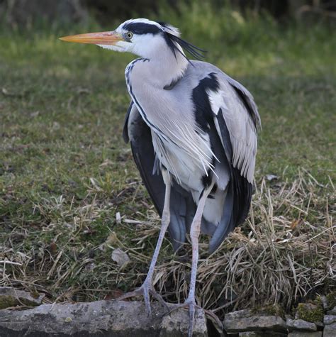 Brian's birding blog: Grey Heron