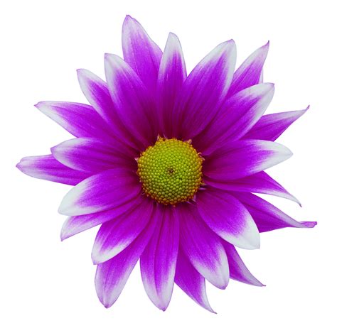 Free Purple Sunflower Cliparts, Download Free Purple Sunflower Cliparts png images, Free ...