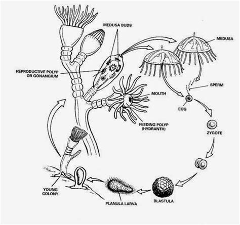 Filum Coelenterata: Struktur Tubuh, Sistem Reproduksi, Klasifikasi ...